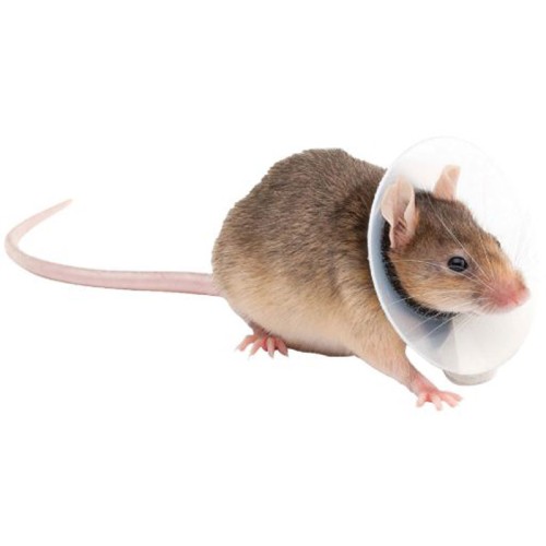 Petite colette pour souris et rats